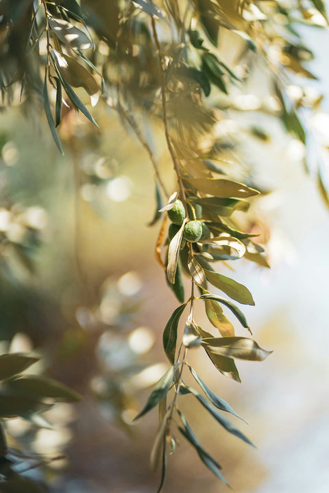 Guide til koldpresset olivenolie – alt du skal vide
